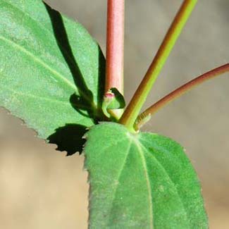 Chamaesyce hyssopifolia, Hyssopleaf Sandmat